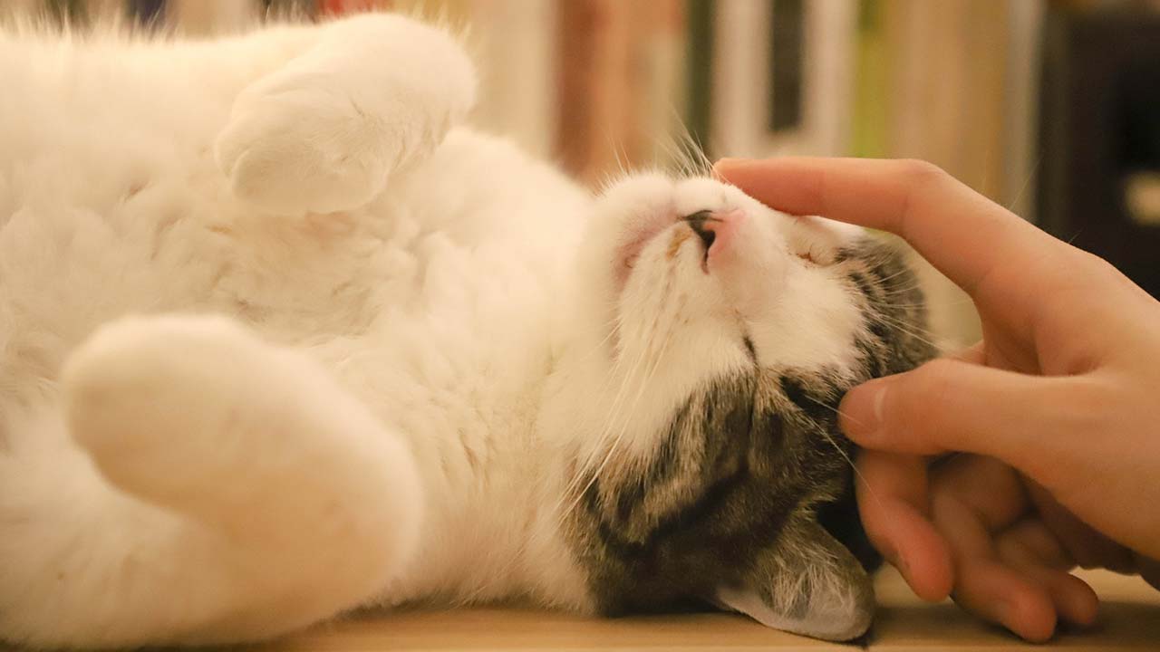 고양이 골골송